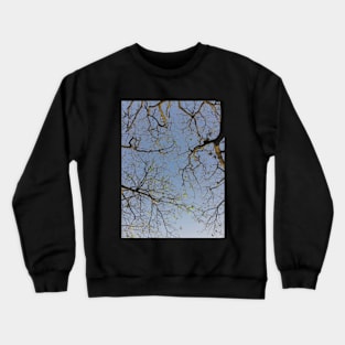Trees leaves and sky Crewneck Sweatshirt